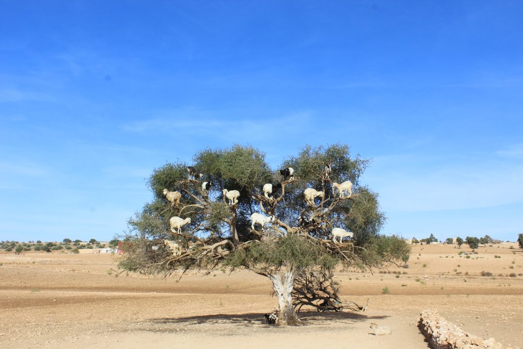 Morocco 2024 Changing Pace Travel   Morocco Banner 2 1024x683 